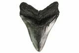 Fossil Megalodon Tooth - South Carolina #164291-2